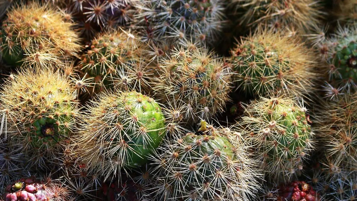 LAS PITAYAS FRUTO EXOTICO 5