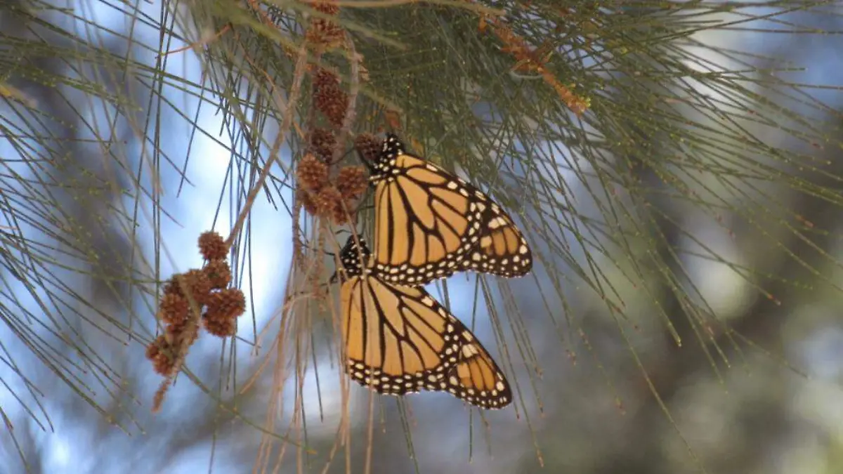 ARRIBAN AL MUNICIPIO MARIPOSA MONARCA 3