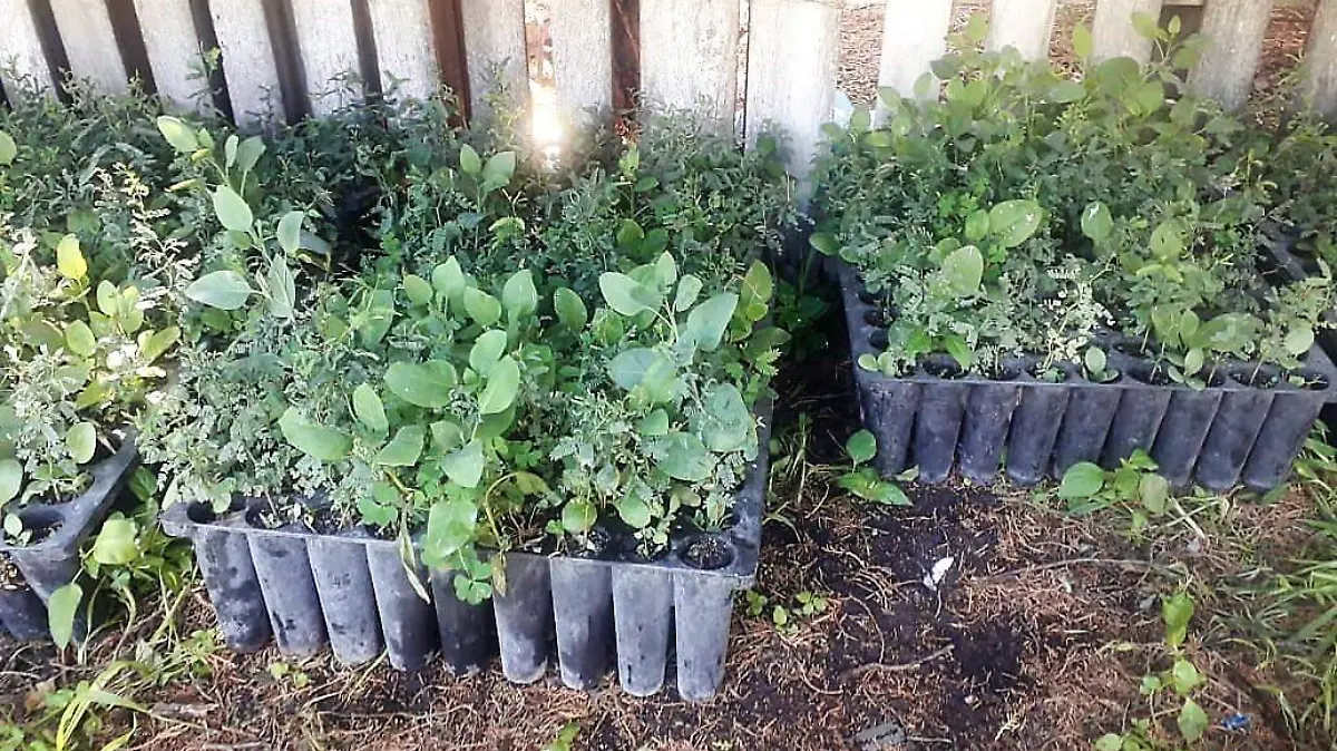 VALLE SE SUMA AL PROGRAMA NACIONAL DE REFORESTACION (1)