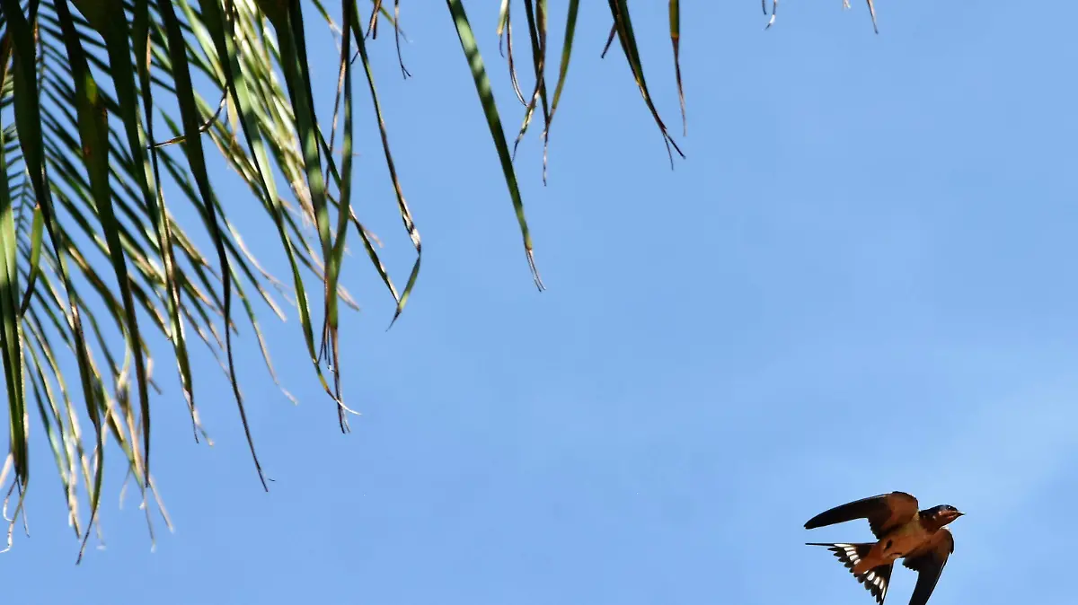 GOLONDRINA COMUN, AVE DEL VENCIDARIO 2