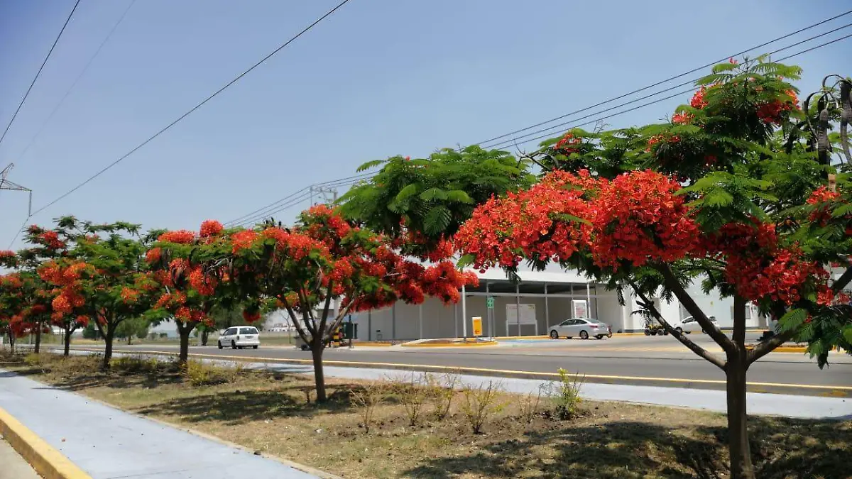 TABACHINES  ADORNAN  BULEVARD BICNTENARIO  2