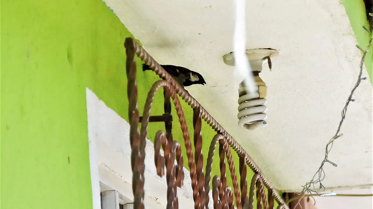 GOLONDRINA COMUN, AVE DEL VENCIDARIO 1