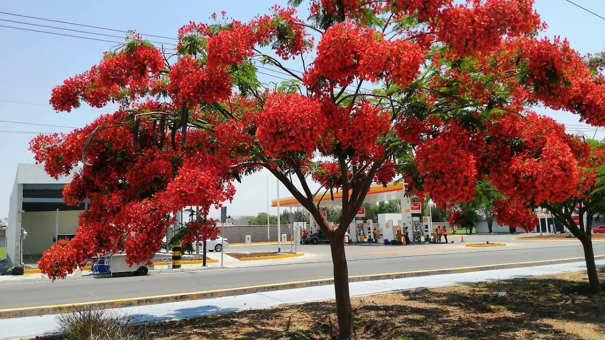 TABACHINES  ADORNAN  BULEVARD BICNTENARIO  1