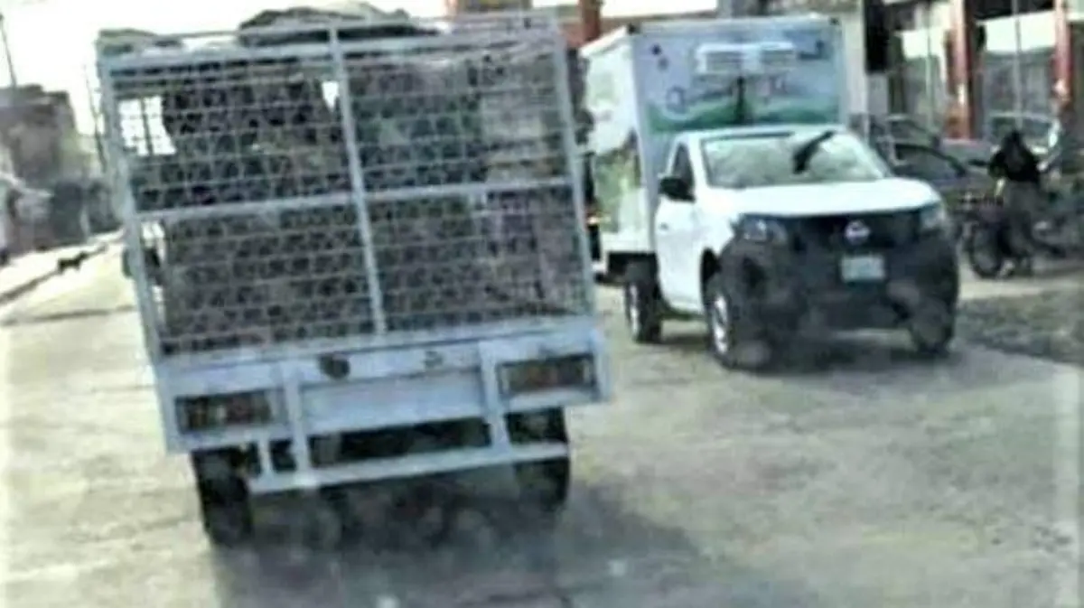VUELVE LA PERRERA REALIZAR LIMPIA DE CANES EN LAS CALLES (1)