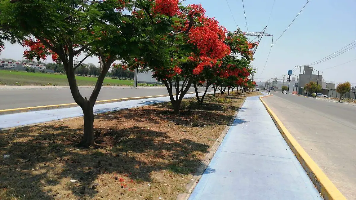 TABACHINES  ADORNAN  BULEVARD BICNTENARIO  3