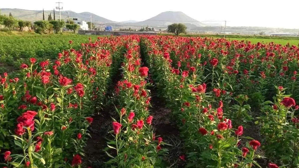 ADELANTAN VENTA DE FLORES (1)