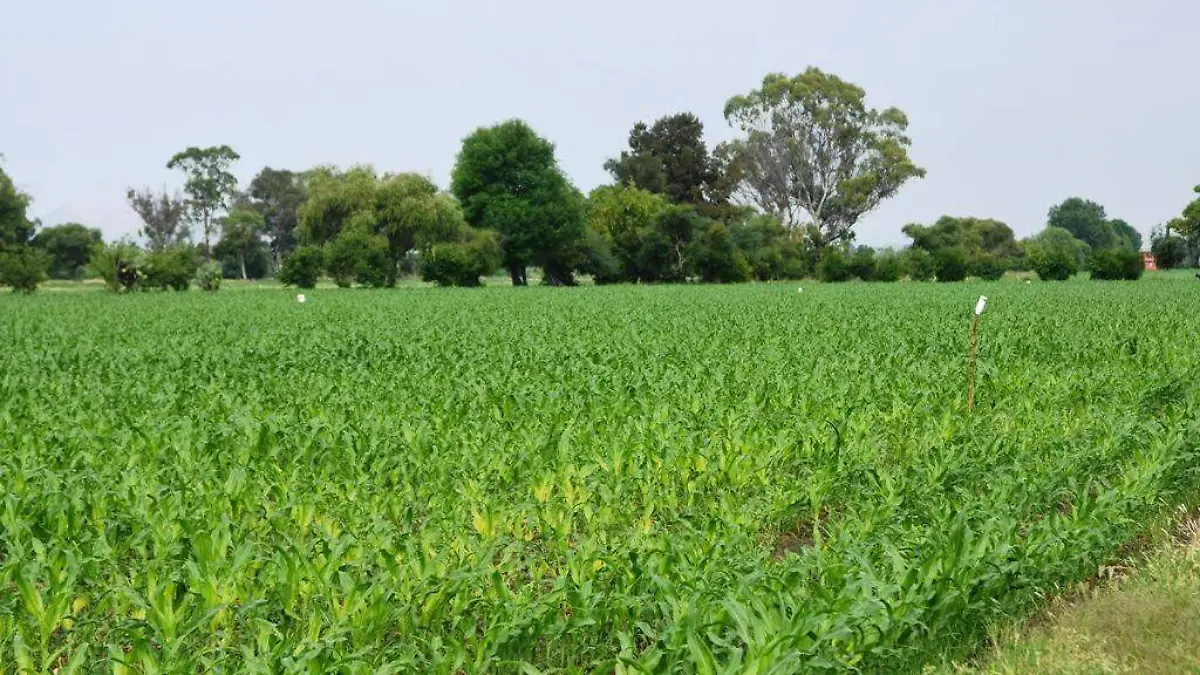PREFIEREN LA SIEMBRA DE MAIZ QUE DE SORGO (1)