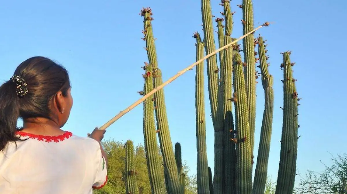 LAS PITAYAS FRUTO EXOTICO 8