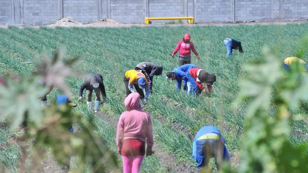 PIERDE EL CAMPO 65 PROGRAMAS DE APOYO 2