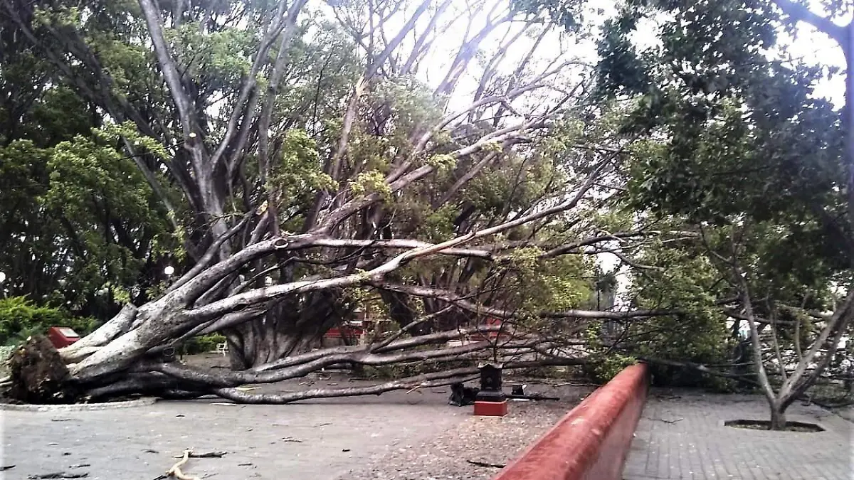 VIENTOS TIRAN ARBOL  DE LA ALAMADA (2)
