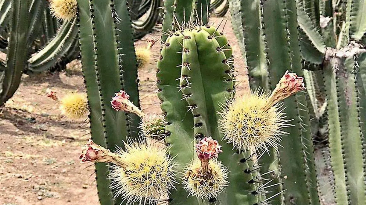 LAS PITAYAS FRUTO EXOTICO 7