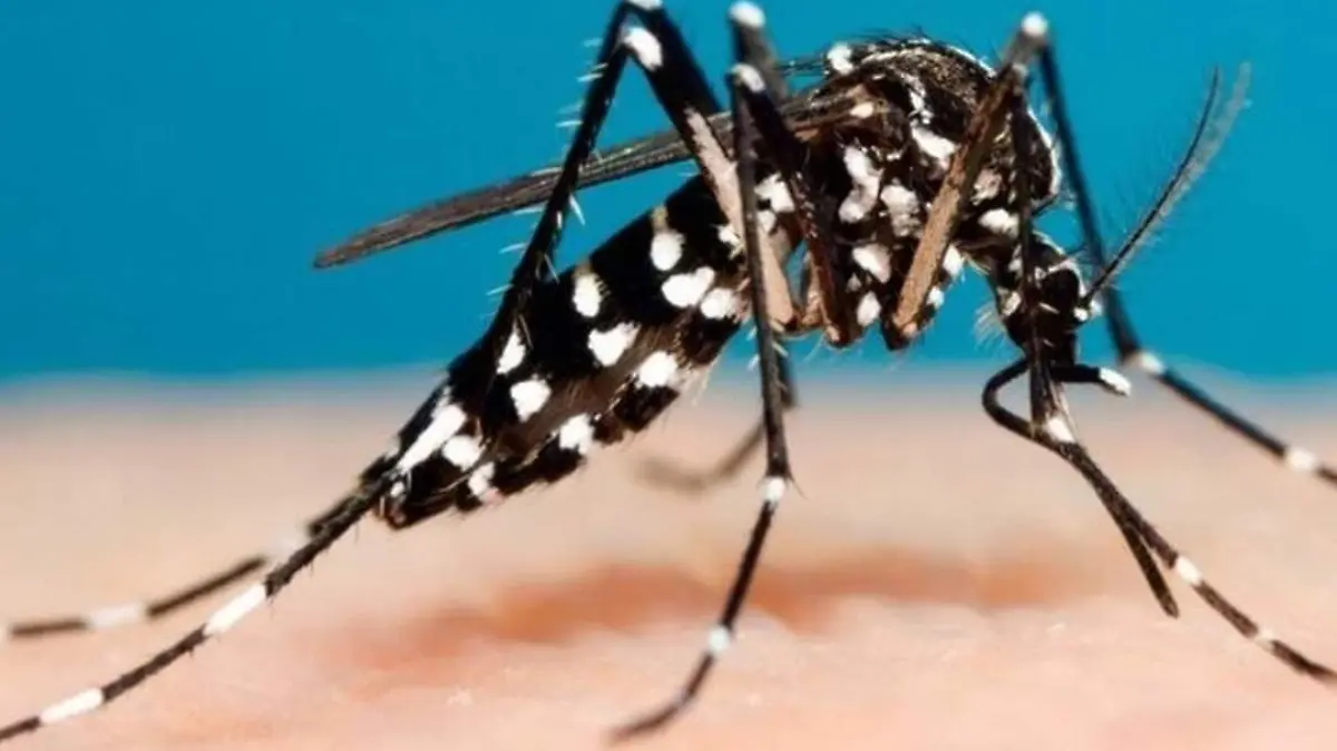 SINTOMAS Y MEDIADAS ANTE EL MOSQUITO (1)