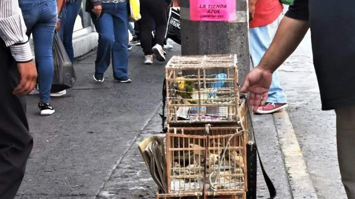 HACEN VENTA DE AVES ENJAULADAS (2)