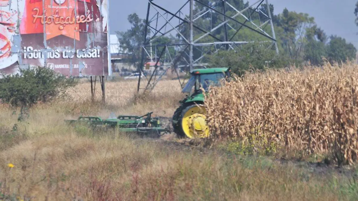 PIERDEN TEMPORALEROS COSECHAS A CONSECUECIA DE SEQUIAS 3