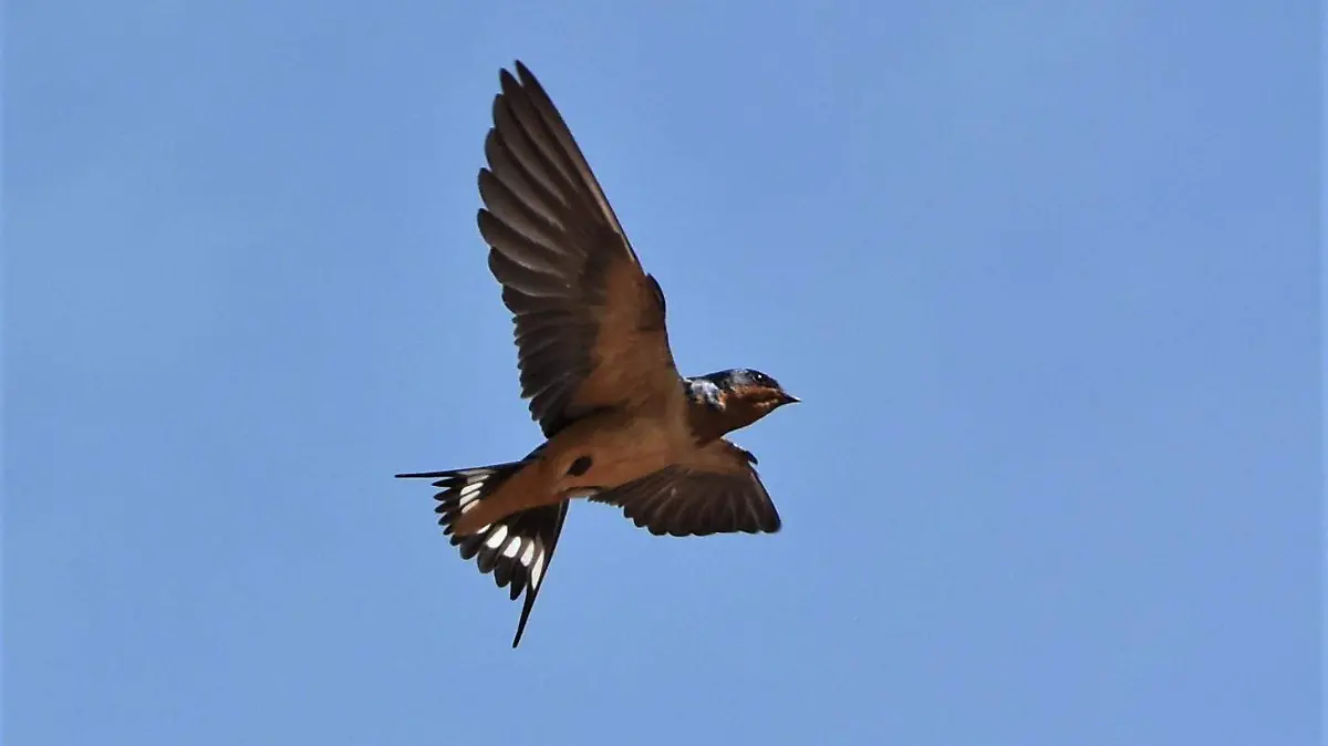 GOLONDRINA COMUN, AVE DEL VENCIDARIO 3