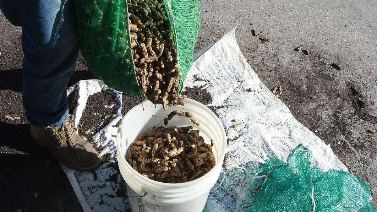 DIFICIL CIERRE D AÑO PARA VENDEDORES DE CACAHUATE (2)