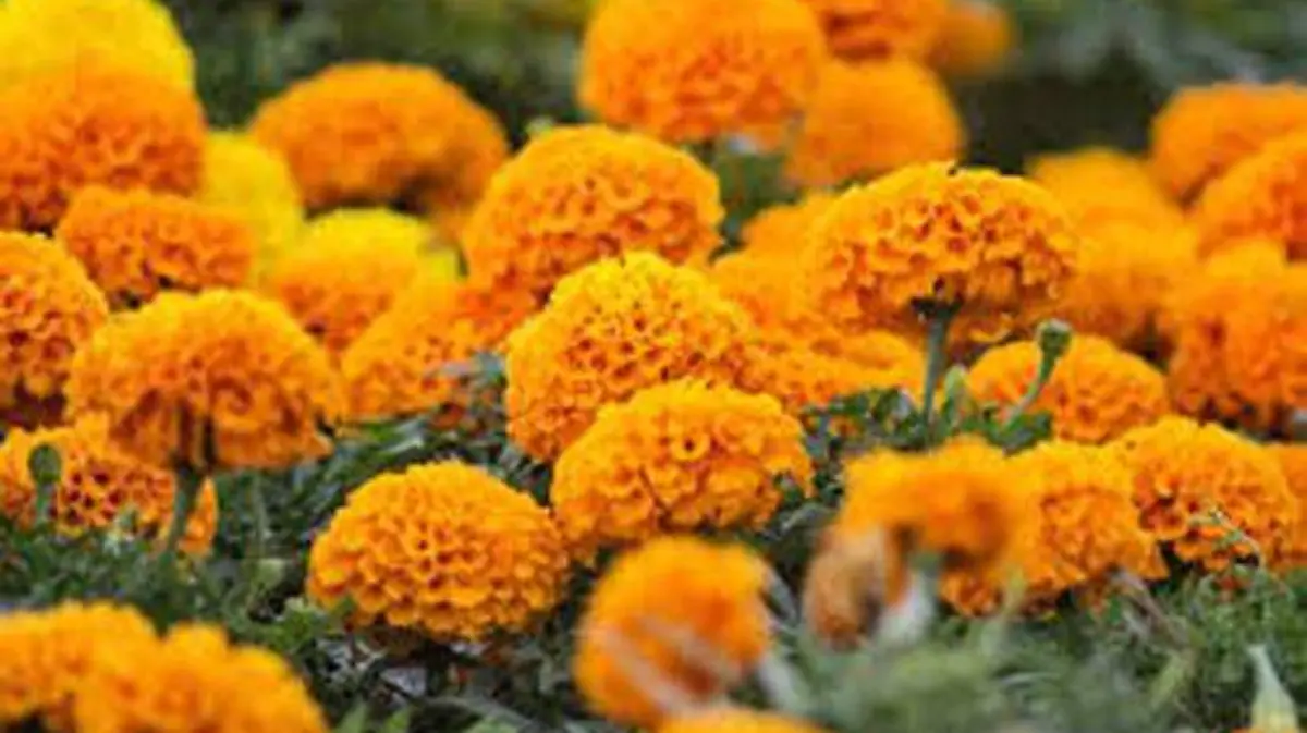 LA FLOR