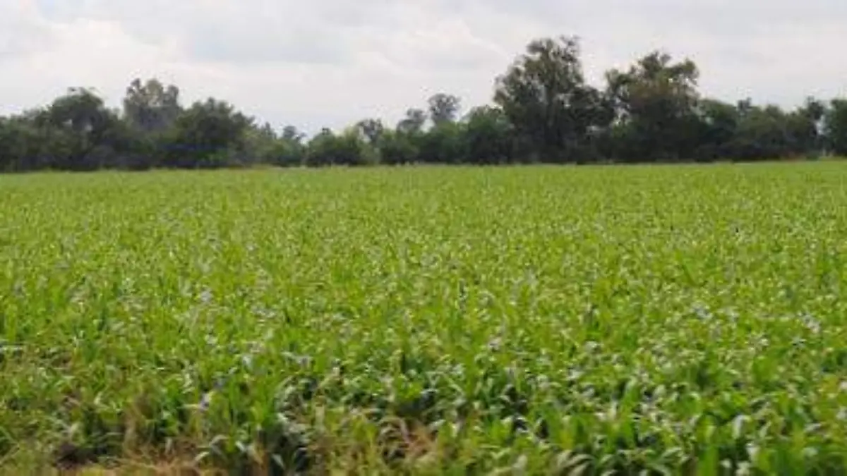 el campo