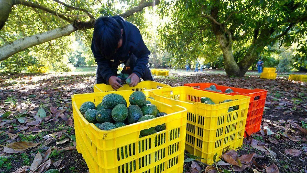 aguacateros-aranceles