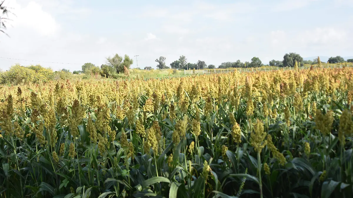campo (1)