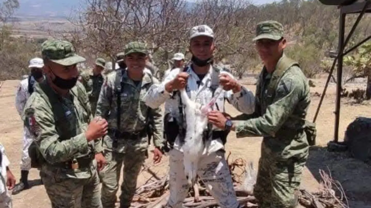 Desaparece un elemento de la Guardia Nacional en Salamanca; la corporación afirma que desertó  