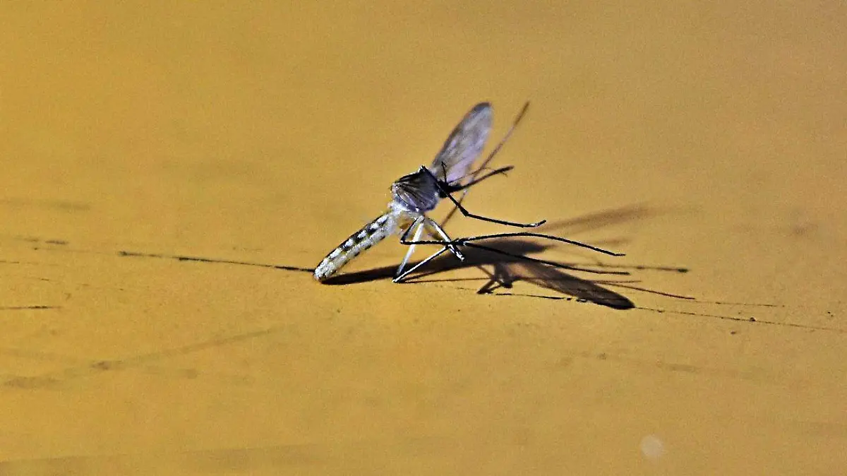 DENGUE (1)