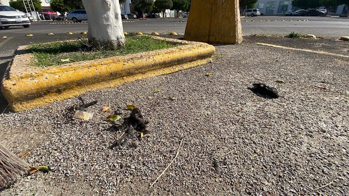 Muerte-de-aves