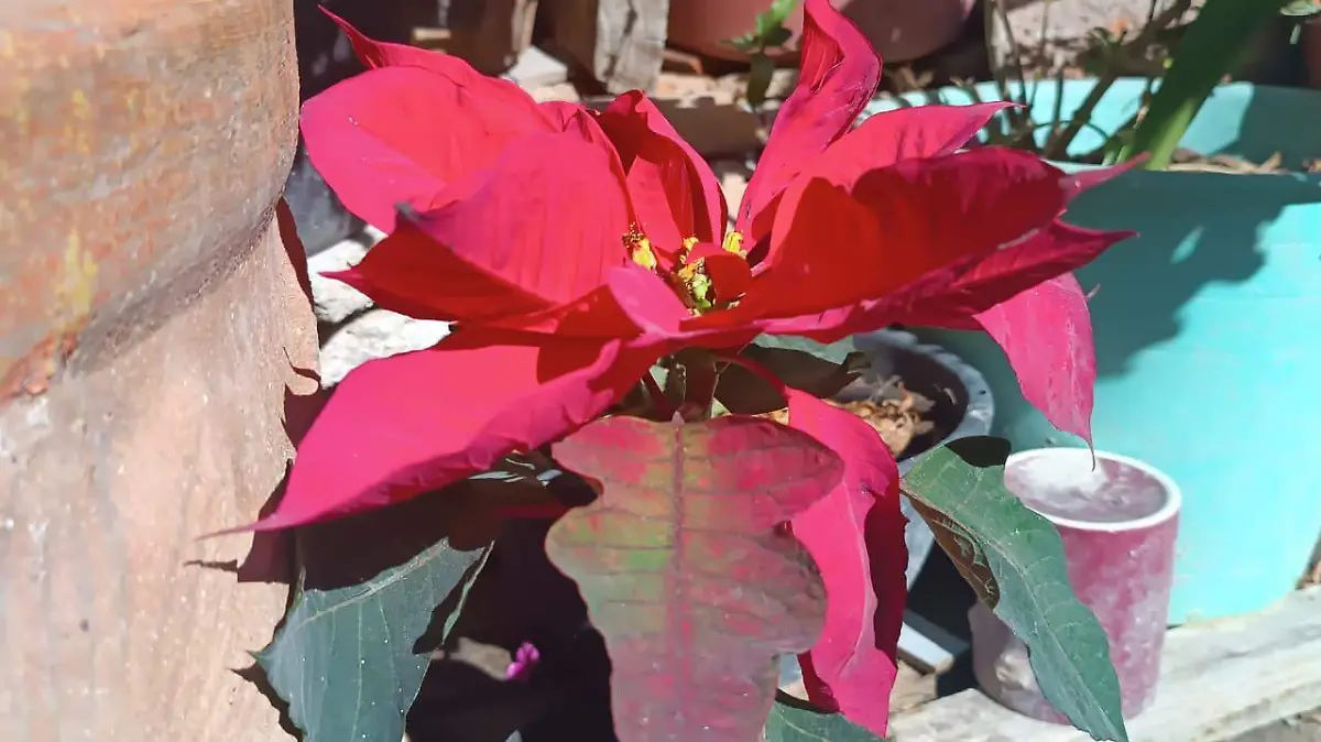 recolecciònEcoparque (1)