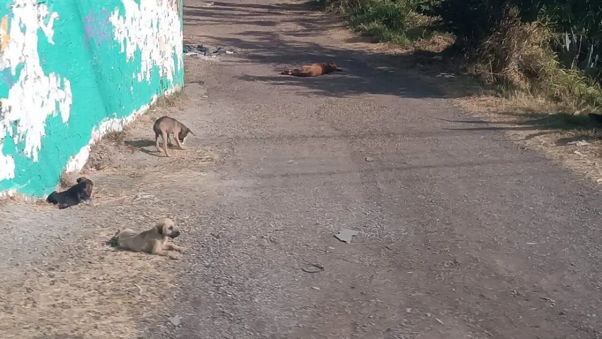 Manadasagresivas (2)