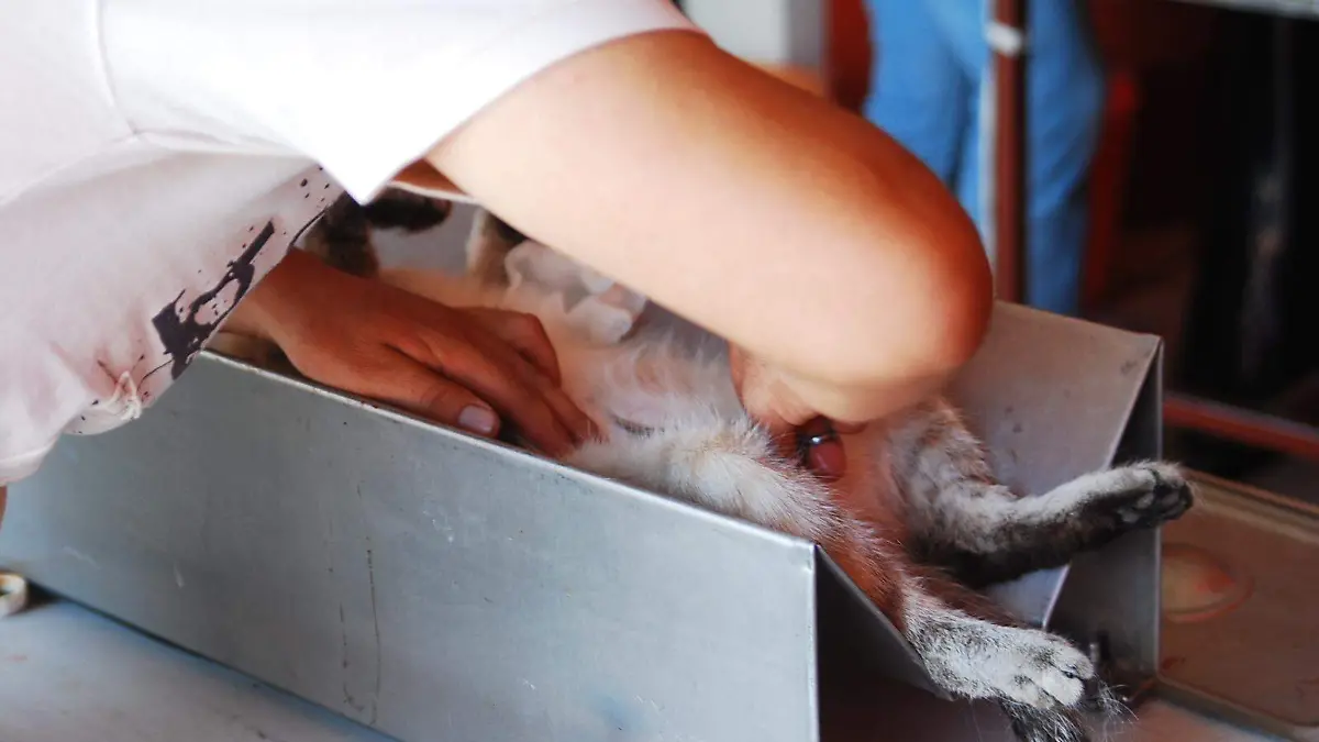 esterilización  (1)