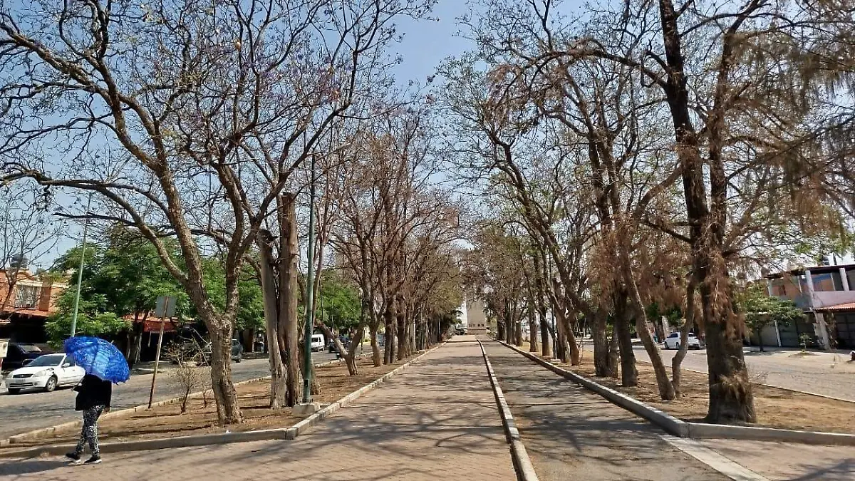 Reforestar  (1)