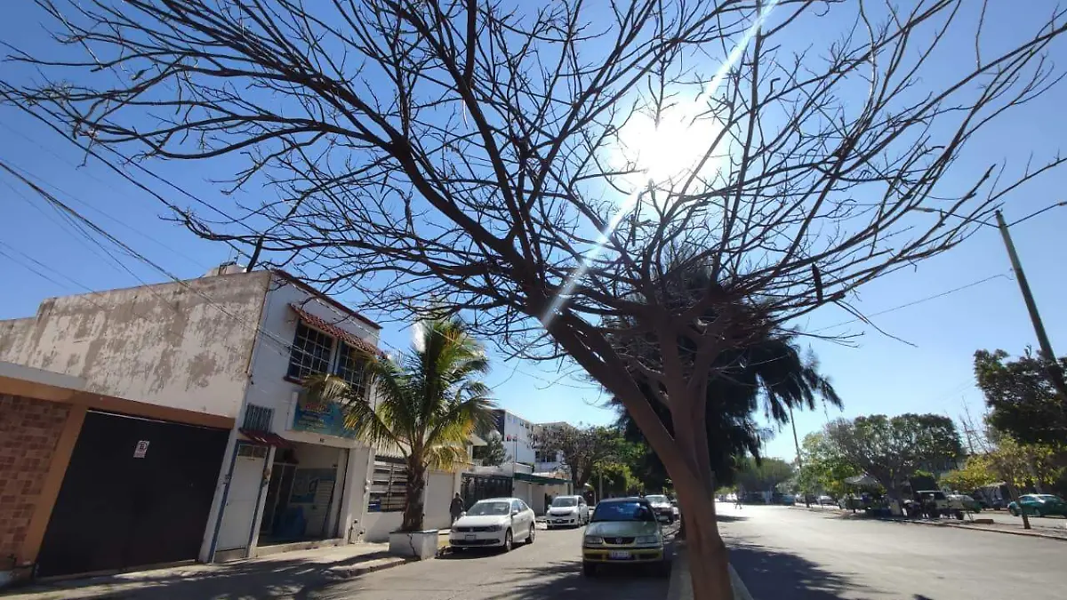 Árboles  (1)