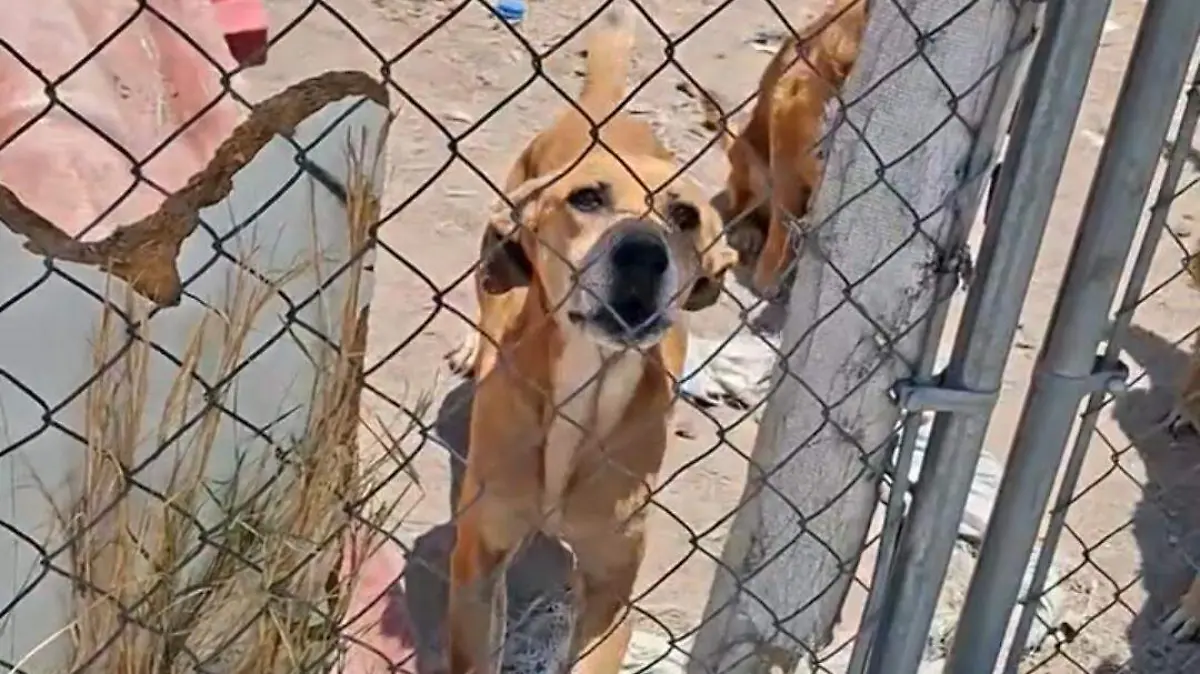 golpeperritos (1)