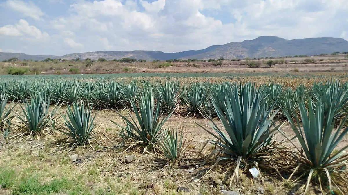 Agave  (1)