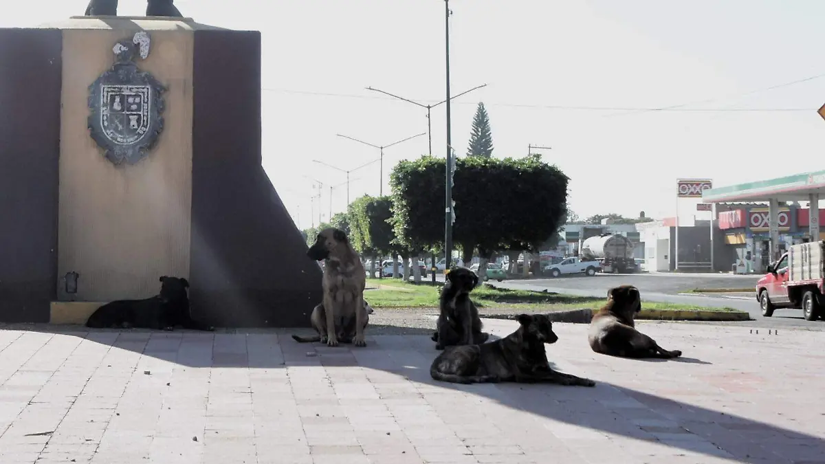 Perros (3)