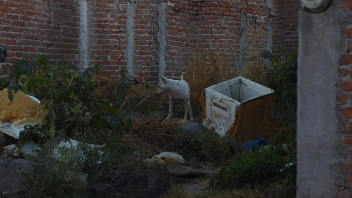 callejeros  (1)