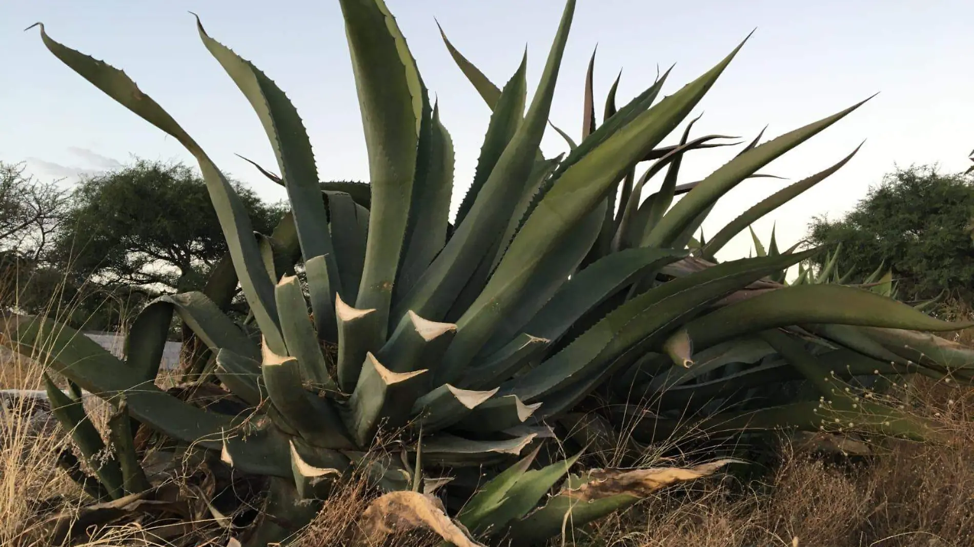 Maguey