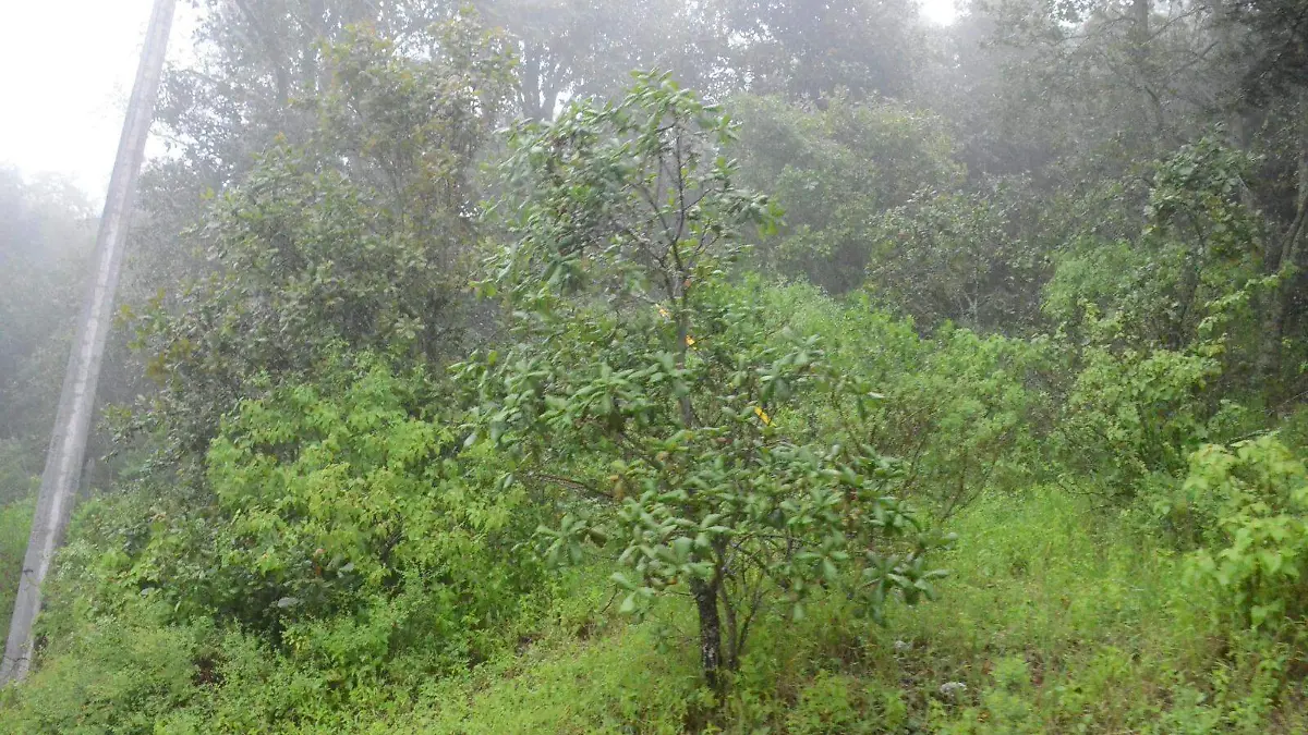 bosque