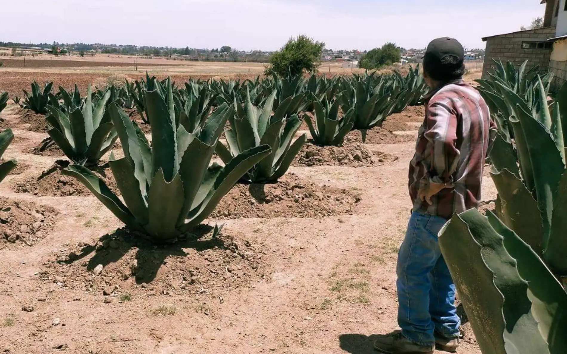 maguey1