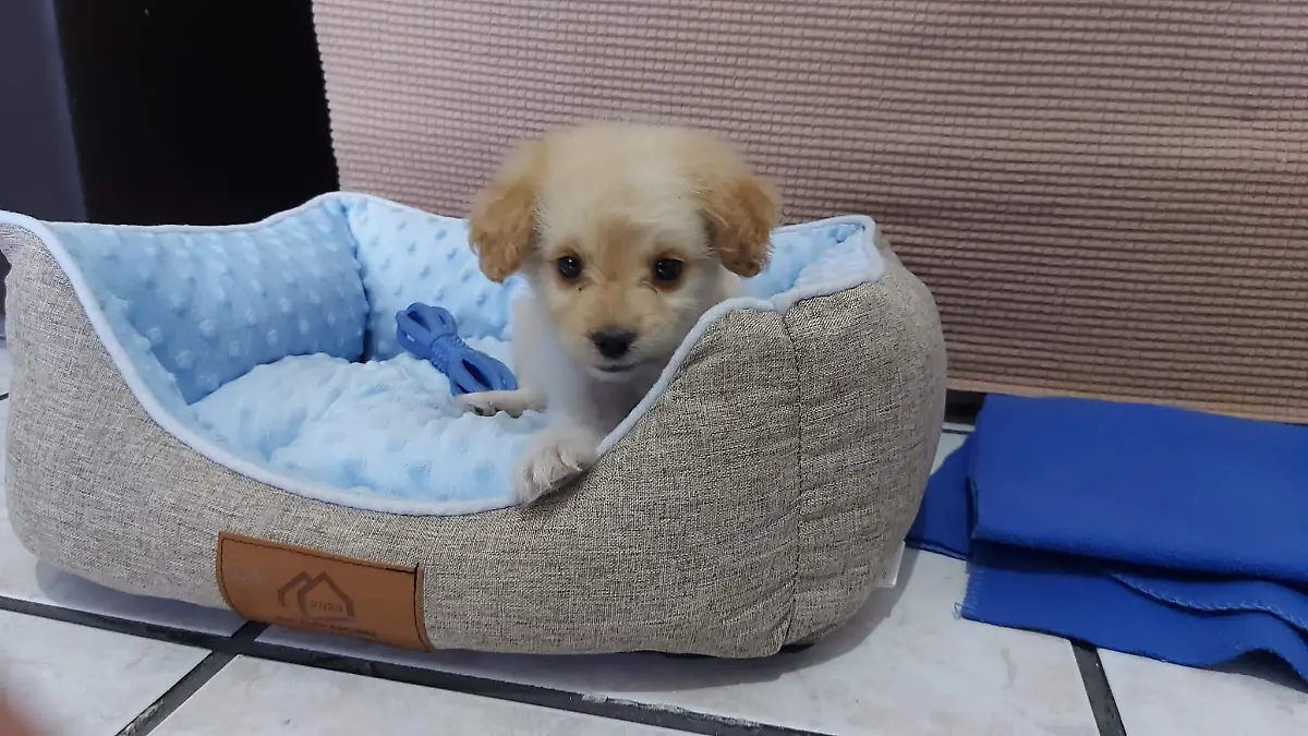 SJR De forma frecuente