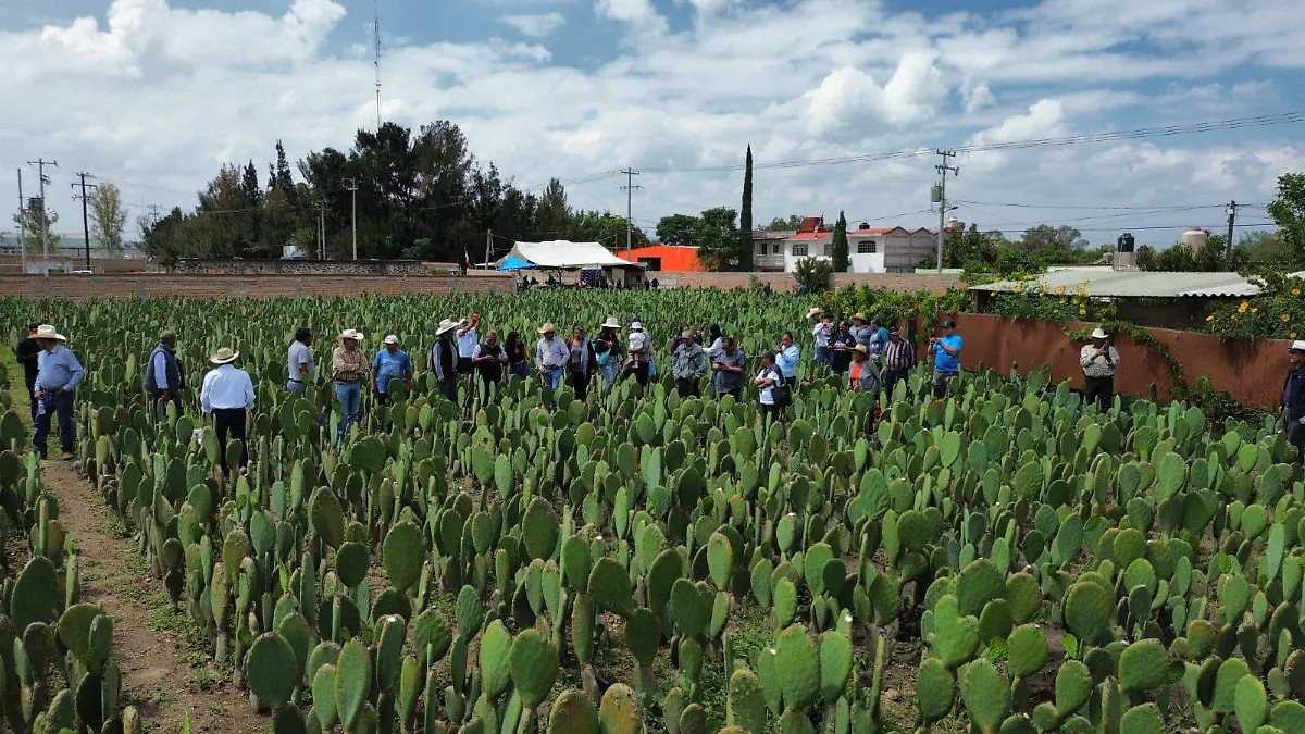 Nopal