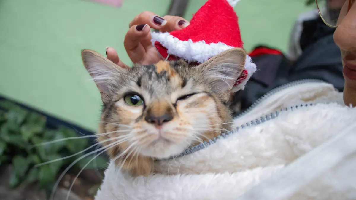 FOTO PRINCIPAL SJR Tigresita se disfrazo de Santa Claus