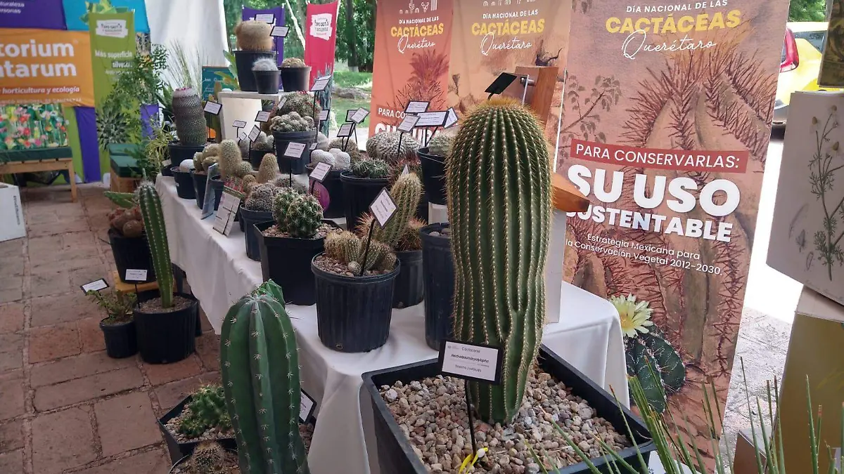 SJR Variedad de cactus y suculentas