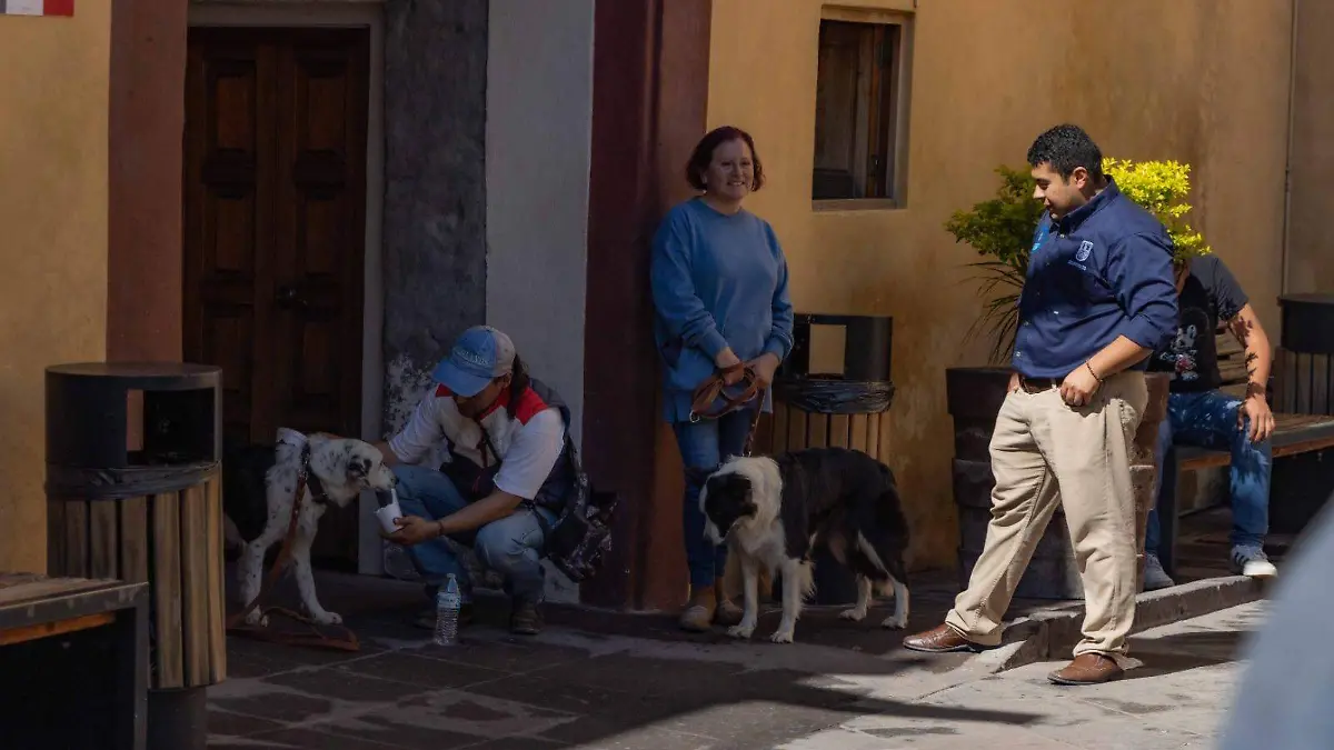 Voluntarios control animal