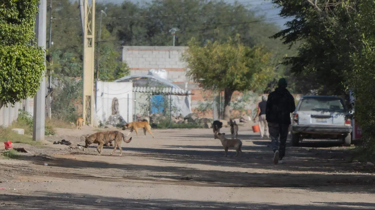 esterilizacionesmascotas