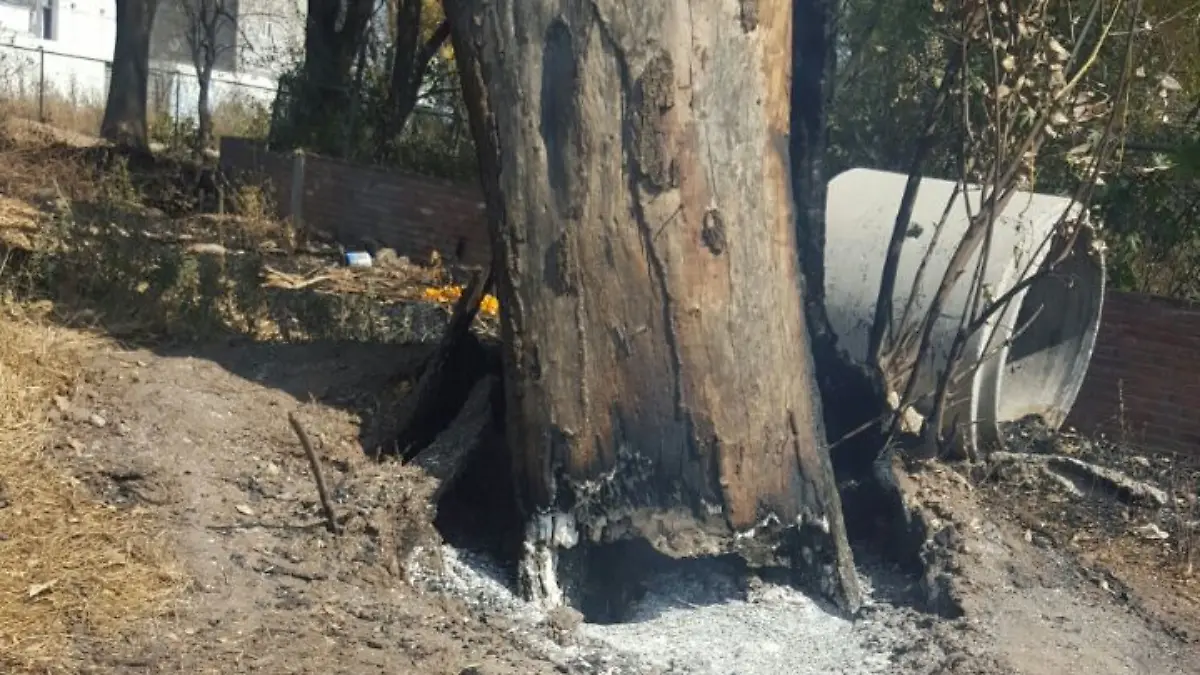 La base del árbol se consumió durante días.
