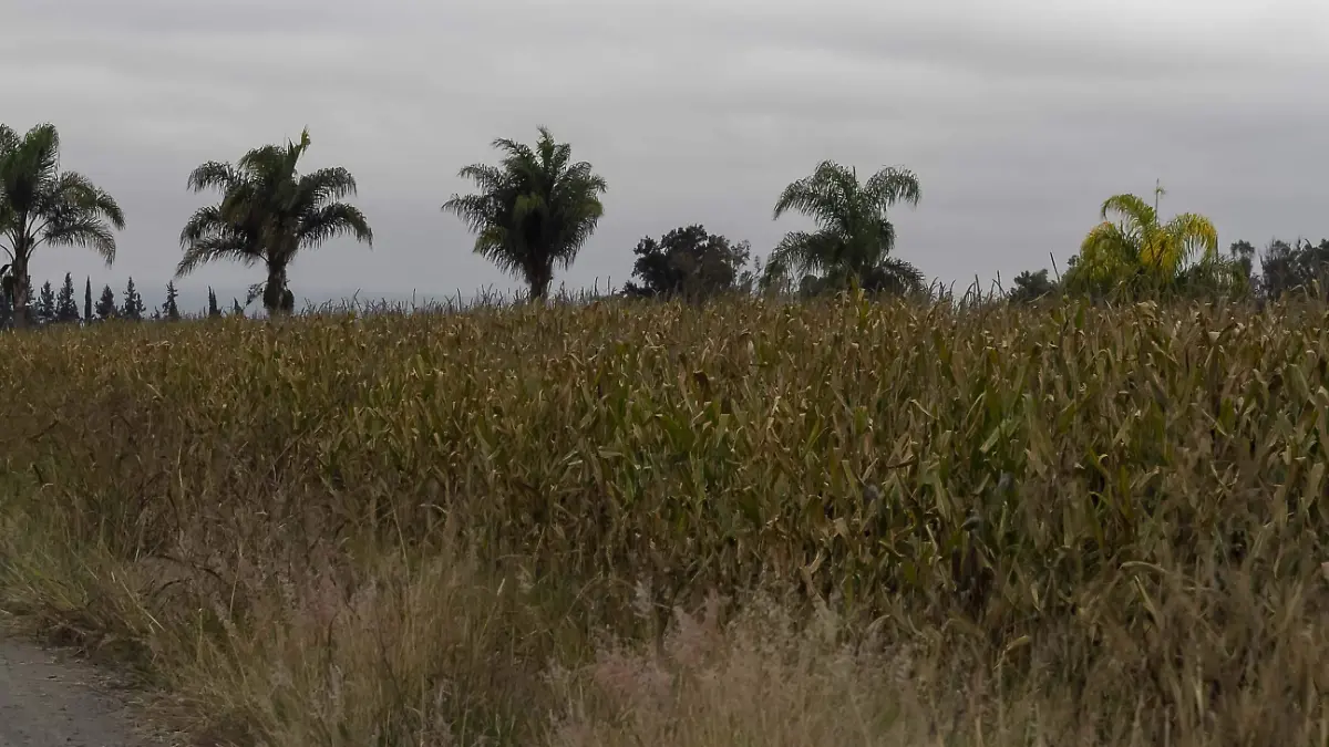 El costo de los insumos va en aumento, mientras que el precio de los productos del campo no registra grandes variaciones. Foto César Ortiz