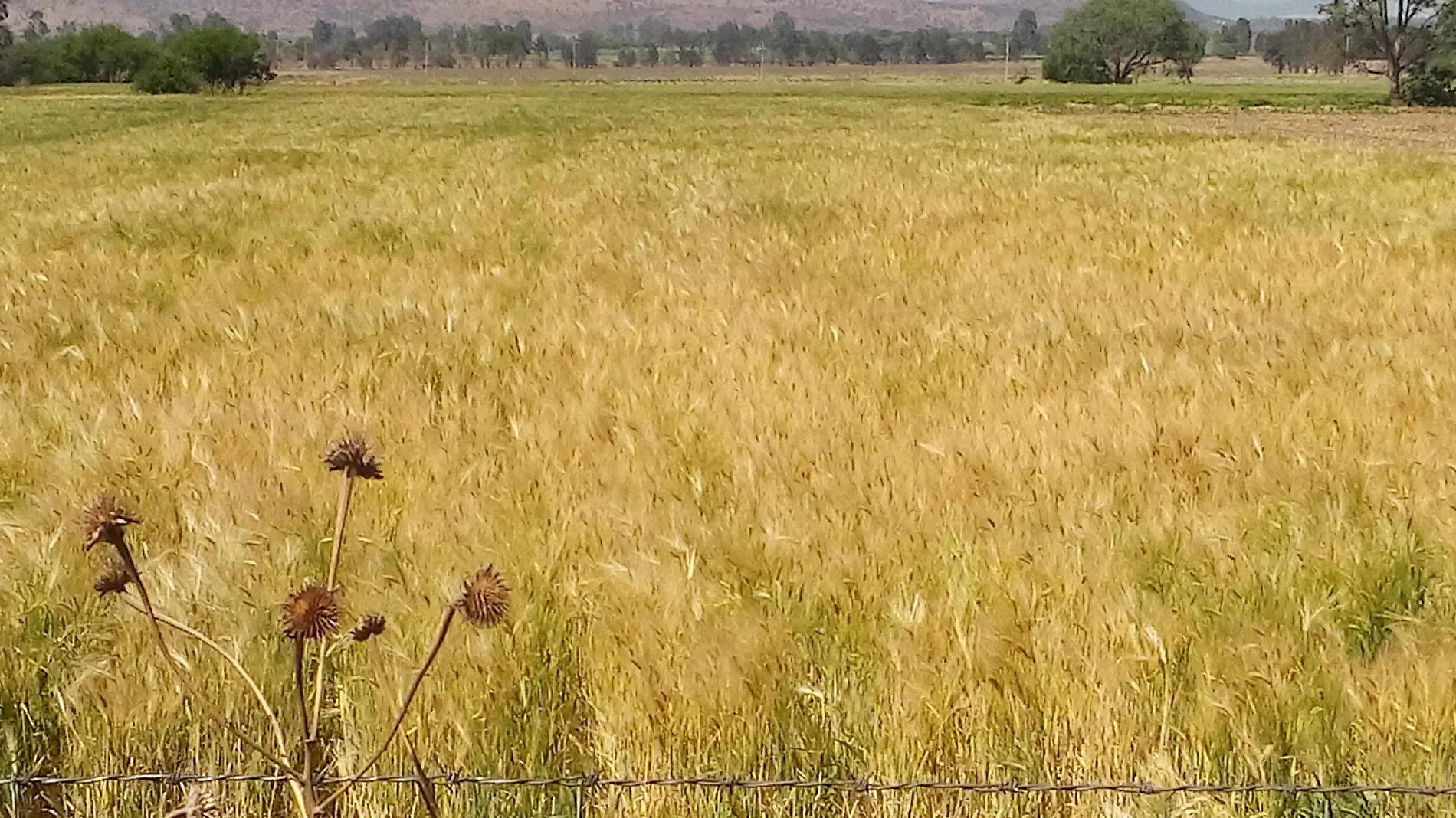 TEQUISQUIAPAN