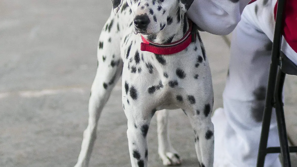 Lola es la mascota oficial de los bomberos sanjuanenses