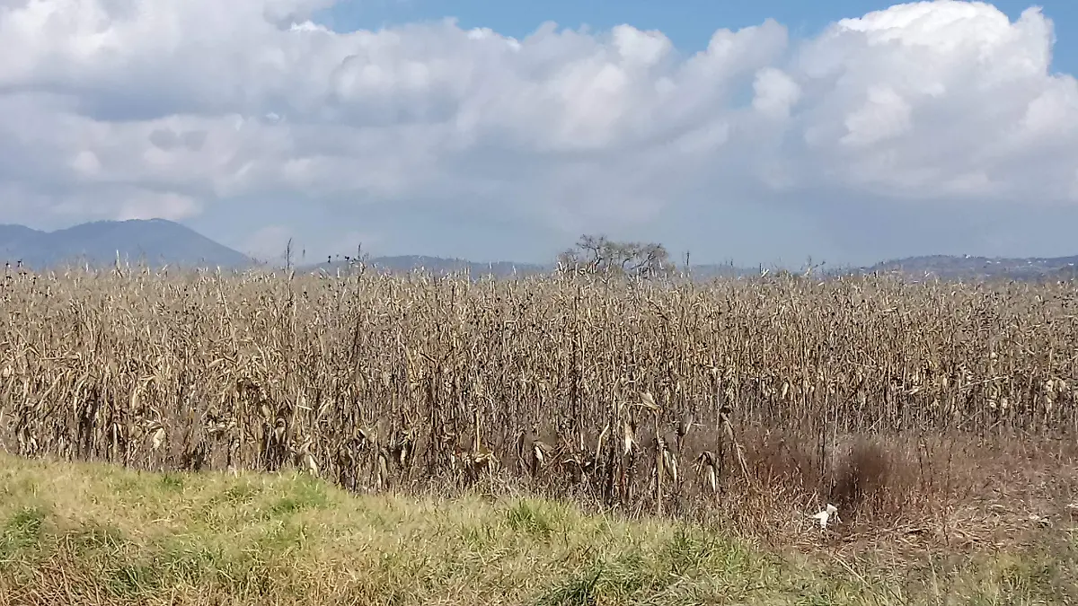 Integran padr_n de productores afectados por el retiro de Procampo.  Luis L_evanos  El